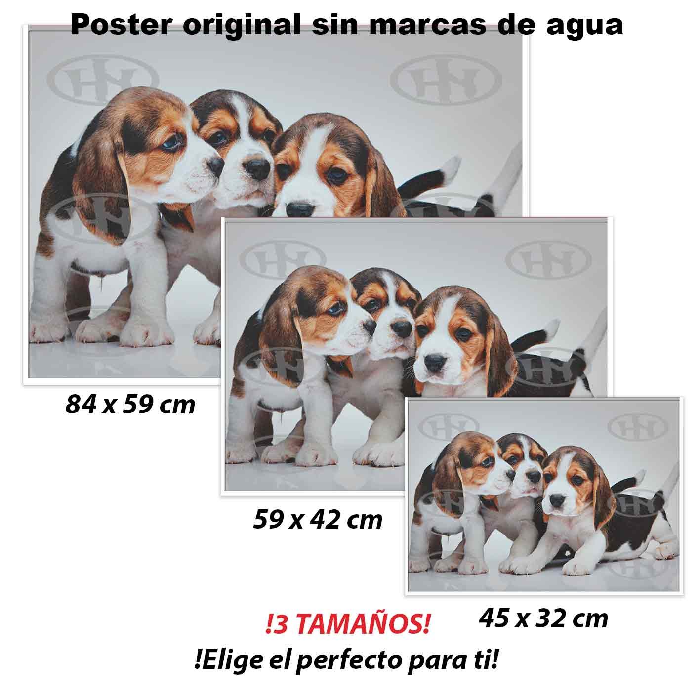 Beagle Animales Mascotas, Beagle, Historia Nuestra