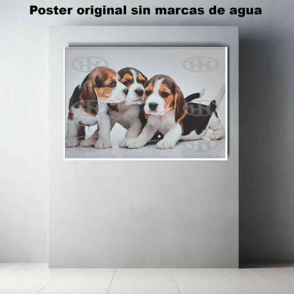 Beagle Animales Mascotas, Beagle, Historia Nuestra