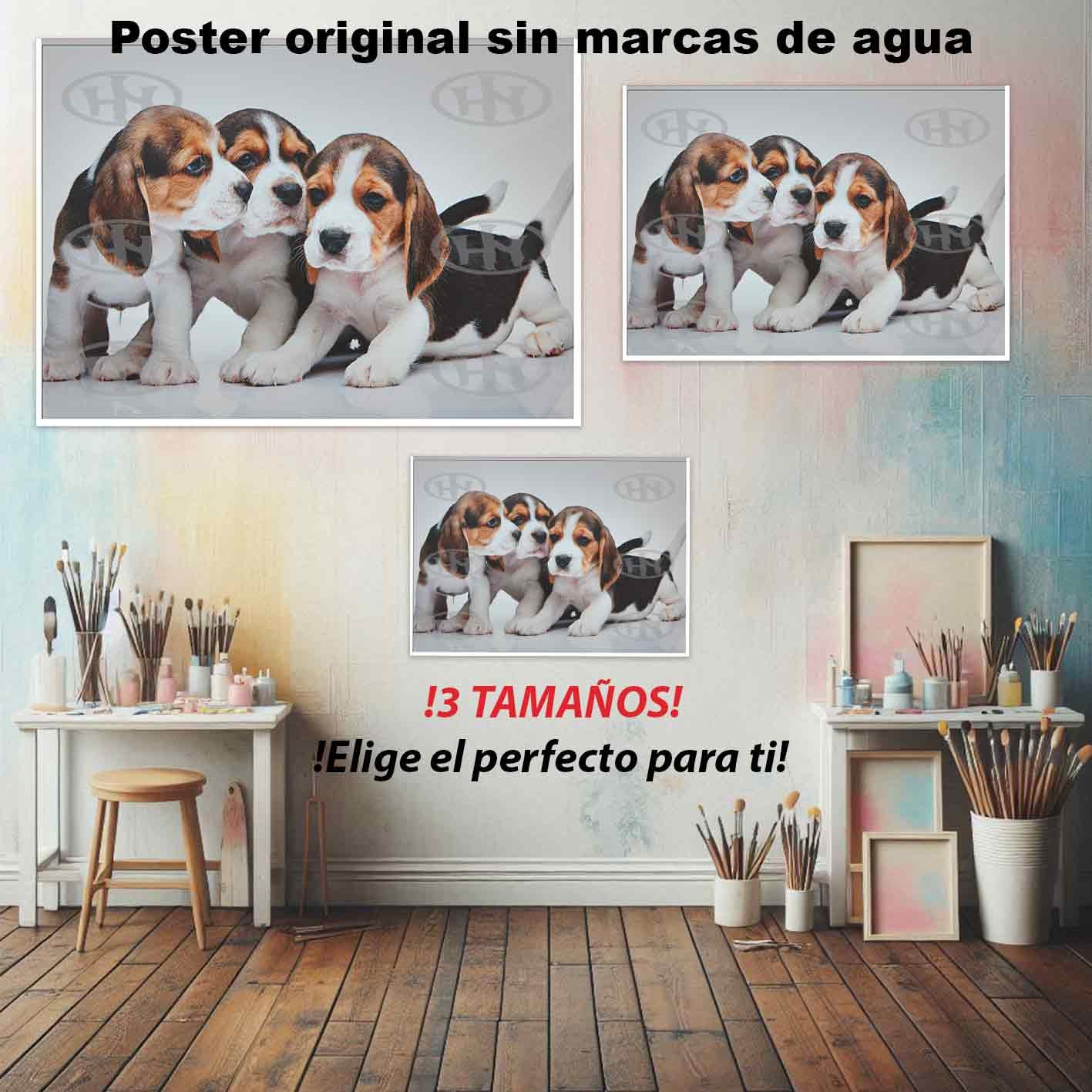 Beagle Animales Mascotas, Beagle, Historia Nuestra