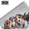 Beagle Animales Mascotas, Beagle, Historia Nuestra