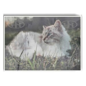 Póster, Póster Animales, Poster Birmano, Poster MascotasPosters Historia Nuestra | Historia Nuestra