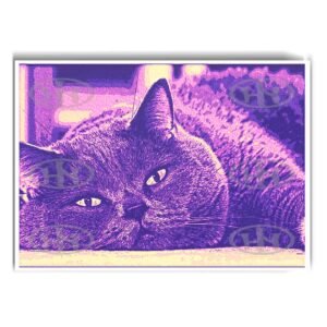 Póster, Póster Animales, Poster British Shorthair, Poster MascotasPosters Historia Nuestra | Historia Nuestra