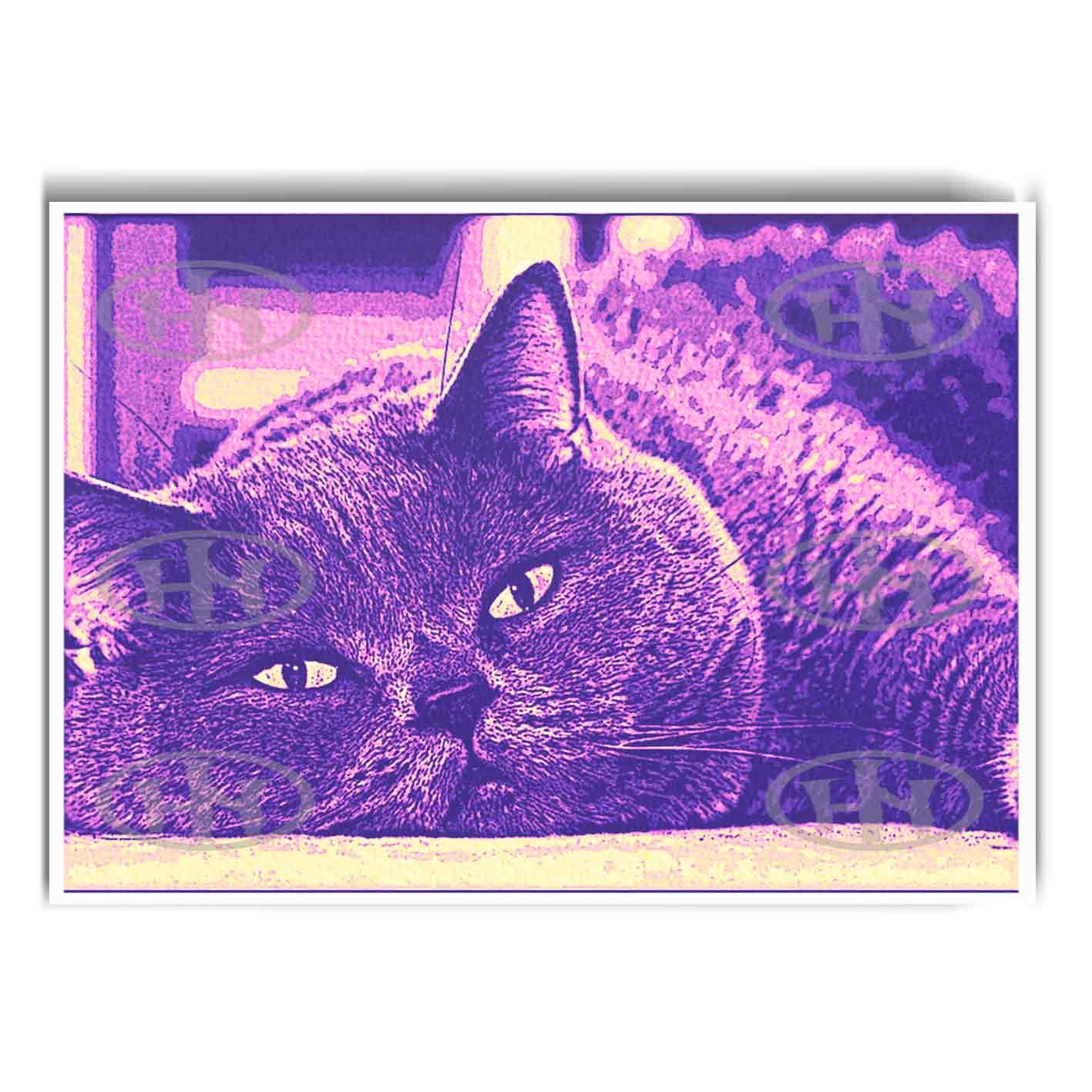 Póster, Póster Animales, Poster British Shorthair, Poster MascotasPosters Historia Nuestra | Historia Nuestra