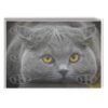 British Shorthair. Poster Personalizado Animales | Animales | Historia Nuestra Póster, Póster Animales, Poster British Shorthair., Poster MascotasPosters Historia Nuestra | Historia Nuestra