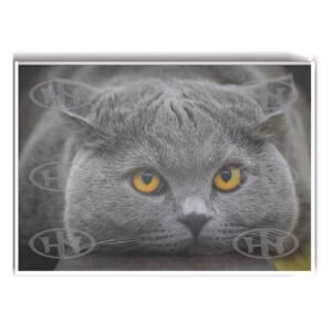 Póster, Póster Animales, Poster British Shorthair., Poster MascotasPosters Historia Nuestra | Historia Nuestra