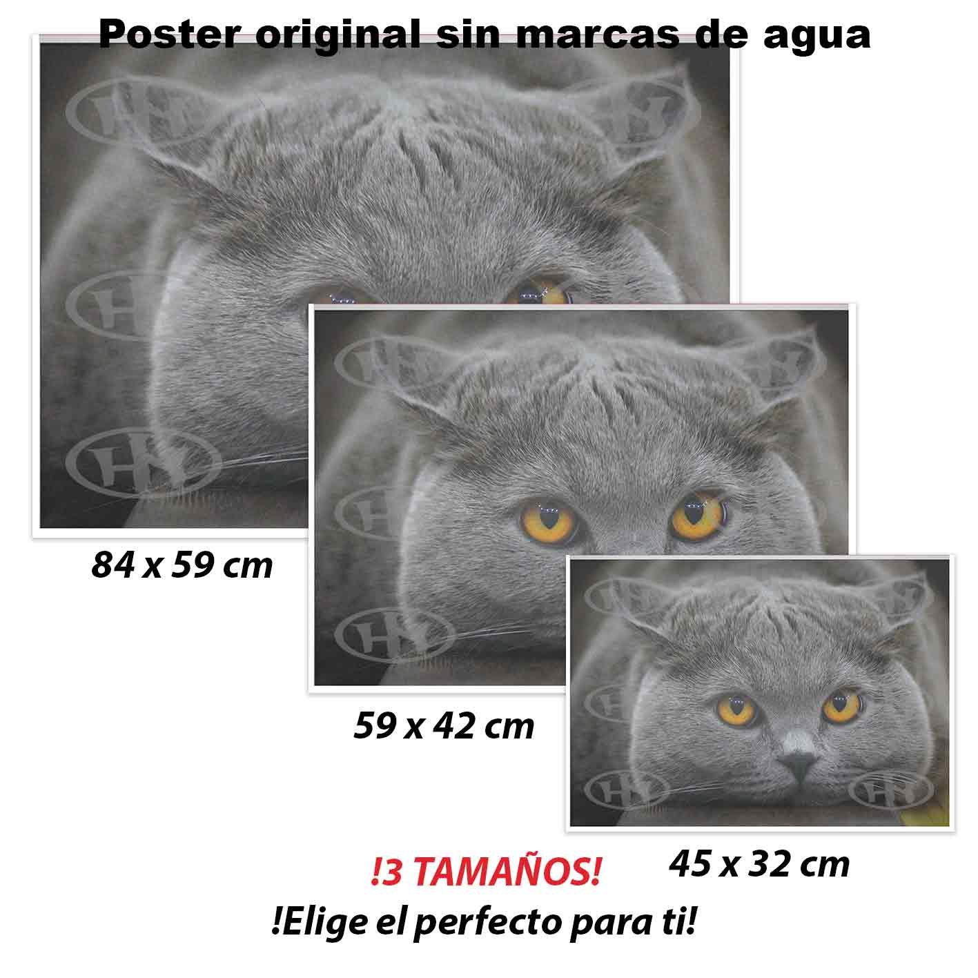 British Shorthair.-El Póster Personalizado Para Tu Espacio, Animales, Historia Nuestra British Shorthair Animales Mascotas, British Shorthair.-El Póster Personalizado, Historia Nuestra