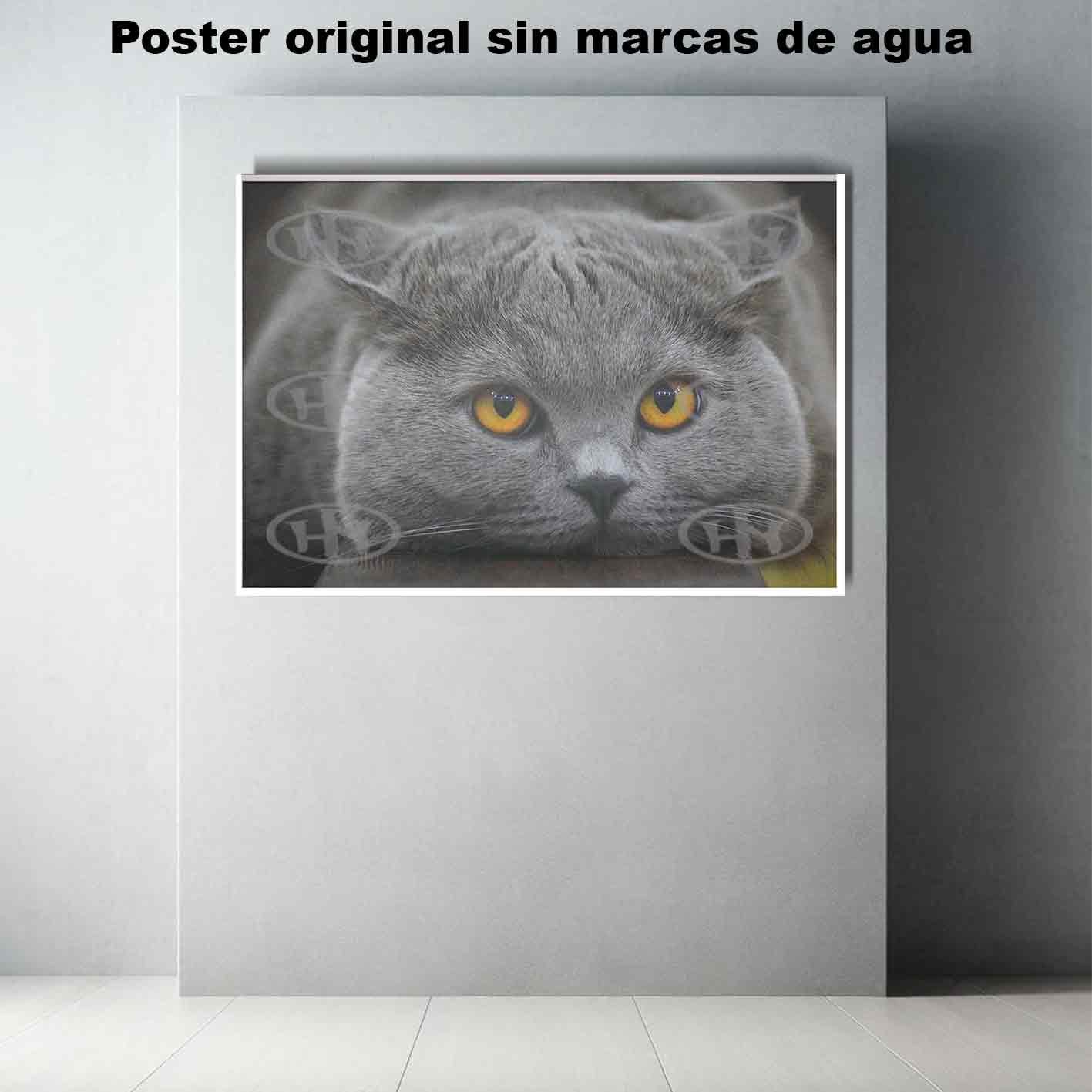 British Shorthair.-El Póster Personalizado Para Tu Espacio, Animales, Historia Nuestra British Shorthair Animales Mascotas, British Shorthair.-El Póster Personalizado, Historia Nuestra