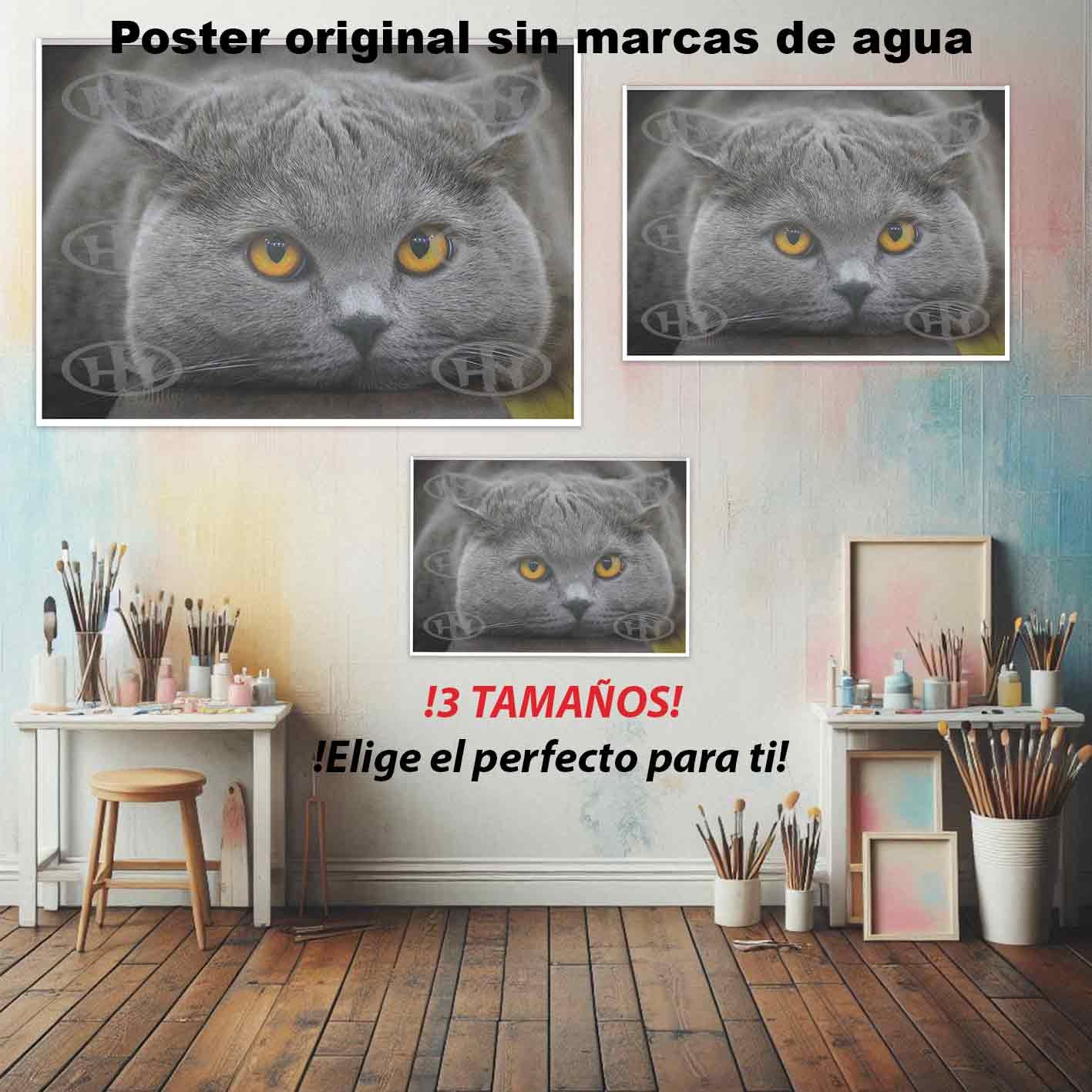 British Shorthair.-El Póster Personalizado Para Tu Espacio, Animales, Historia Nuestra British Shorthair Animales Mascotas, British Shorthair.-El Póster Personalizado, Historia Nuestra