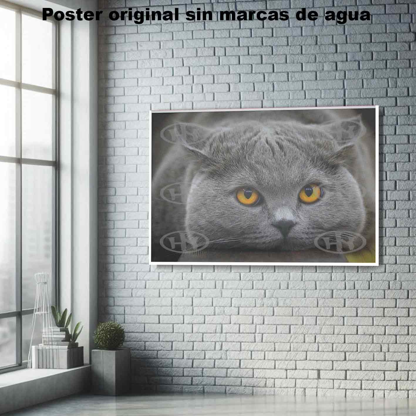 British Shorthair.-El Póster Personalizado Para Tu Espacio, Animales, Historia Nuestra British Shorthair Animales Mascotas, British Shorthair.-El Póster Personalizado, Historia Nuestra