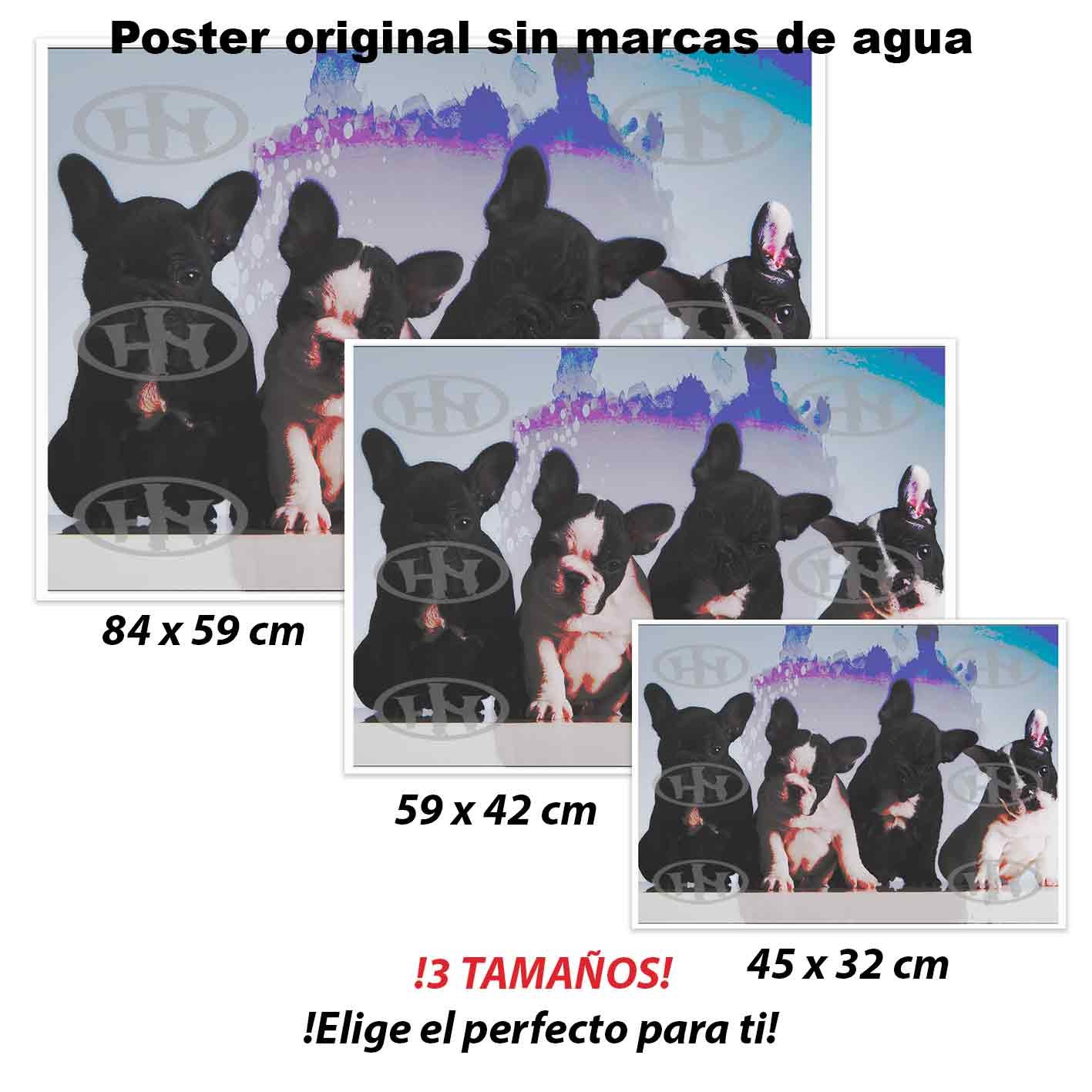 Bulldog francés-El Póster Personalizado Para Tu Espacio, Animales, Historia Nuestra Bulldog frances Animales Mascotas, Bulldog francés-El Póster Personalizado, Historia Nuestra