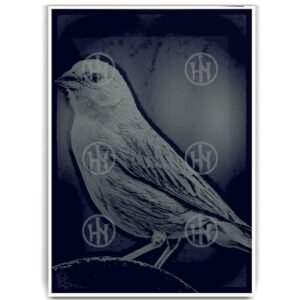 Póster, Póster Animales, Poster Canarios, Poster MascotasPosters Historia Nuestra | Historia Nuestra