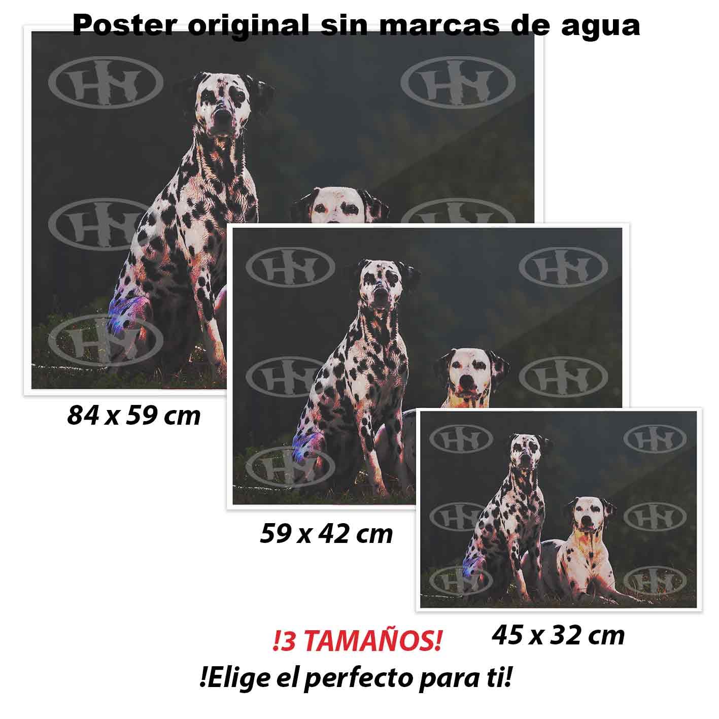 Dalmata Animales Mascotas, Dalmata-El Póster Personalizado, Historia Nuestra
