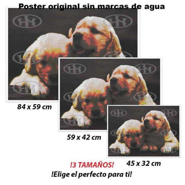 Golden retriever Animales Mascotas, Golden retriever-El Póster Personalizado, Historia Nuestra