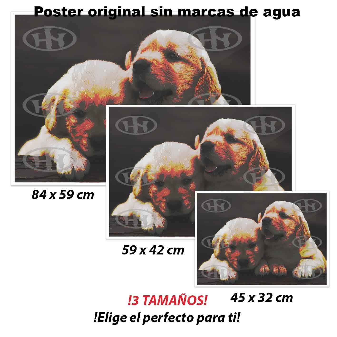 Golden retriever Animales Mascotas, Golden retriever-El Póster Personalizado, Historia Nuestra