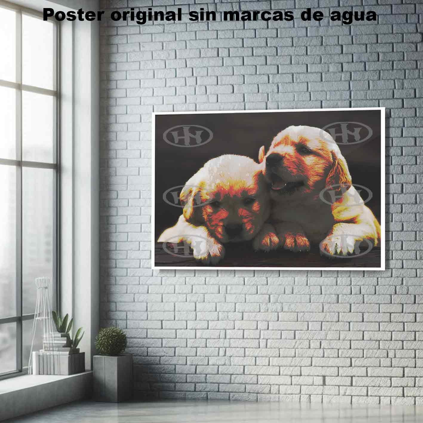 Golden retriever Animales Mascotas, Golden retriever-El Póster Personalizado, Historia Nuestra