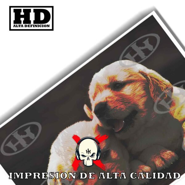 Golden retriever Animales Mascotas, Golden retriever-El Póster Personalizado, Historia Nuestra
