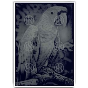 Póster, Póster Animales, Póster Loro, Poster MascotasPosters Historia Nuestra | Historia Nuestra