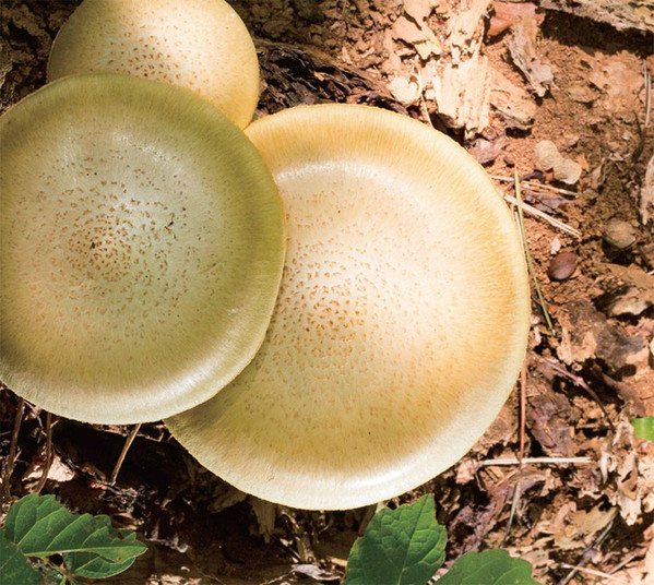 Abstract, CD, Experimental, Takahiro Kawaguchi / Utah Kawasaki | Historia Nuestra