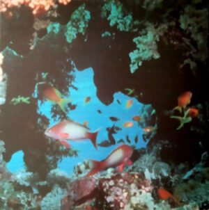 Ciudad Jardin, LP | Historia Nuestra