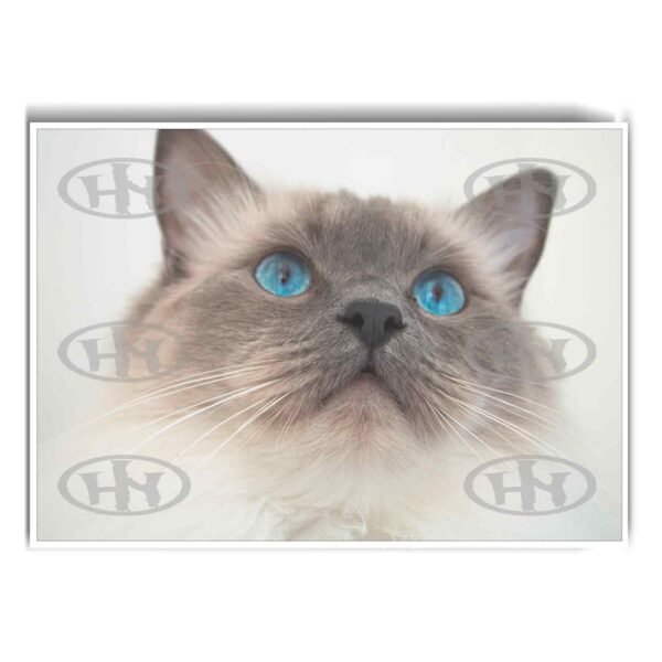 Póster, Póster Animales, Poster MascotasPosters Historia Nuestra, Póster Ragdoll | Historia Nuestra