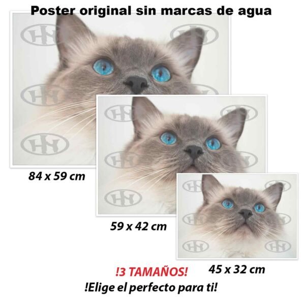 Ragdoll Animales Mascotas, Ragdoll-El Póster Personalizado, Historia Nuestra