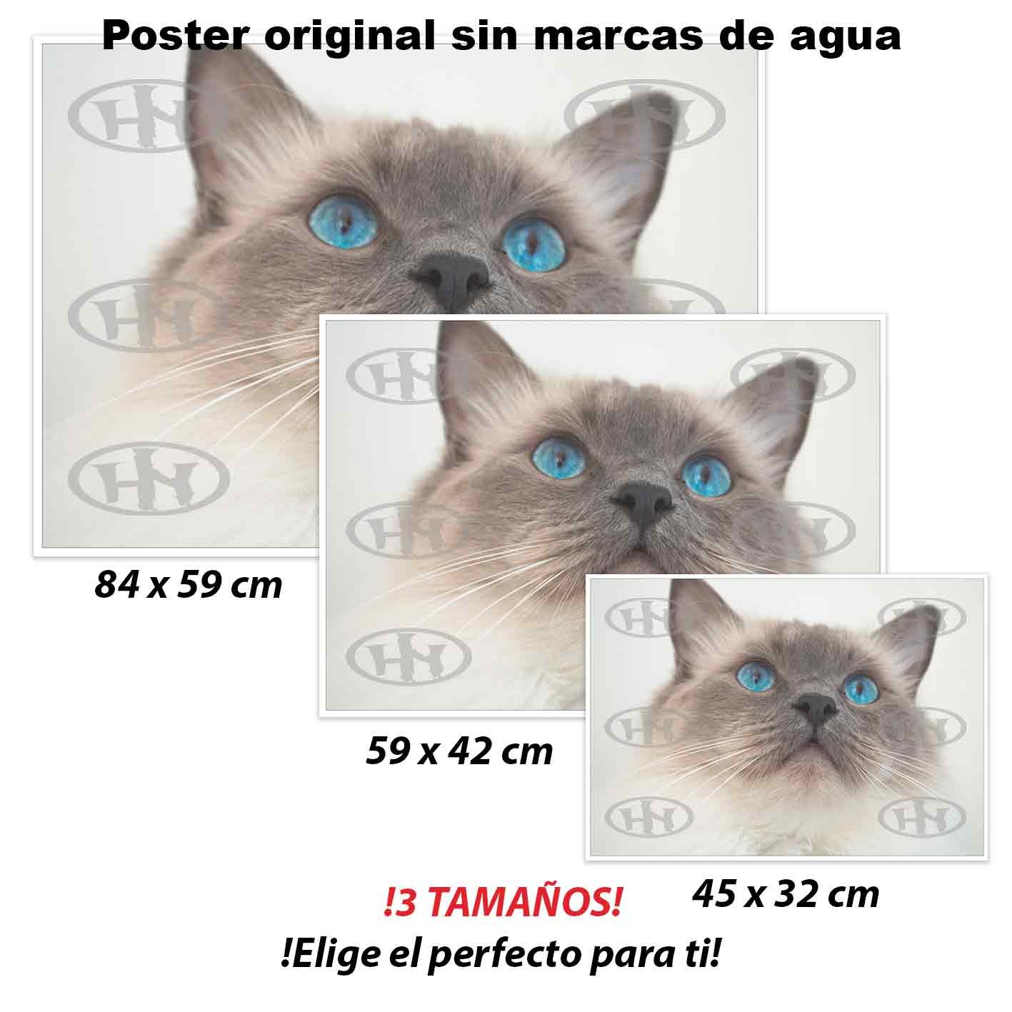 Ragdoll-El Póster Personalizado Para Tu Espacio, Animales, Historia Nuestra Ragdoll Animales Mascotas, Ragdoll-El Póster Personalizado, Historia Nuestra