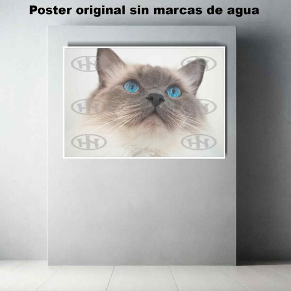 Ragdoll Animales Mascotas, Ragdoll-El Póster Personalizado, Historia Nuestra