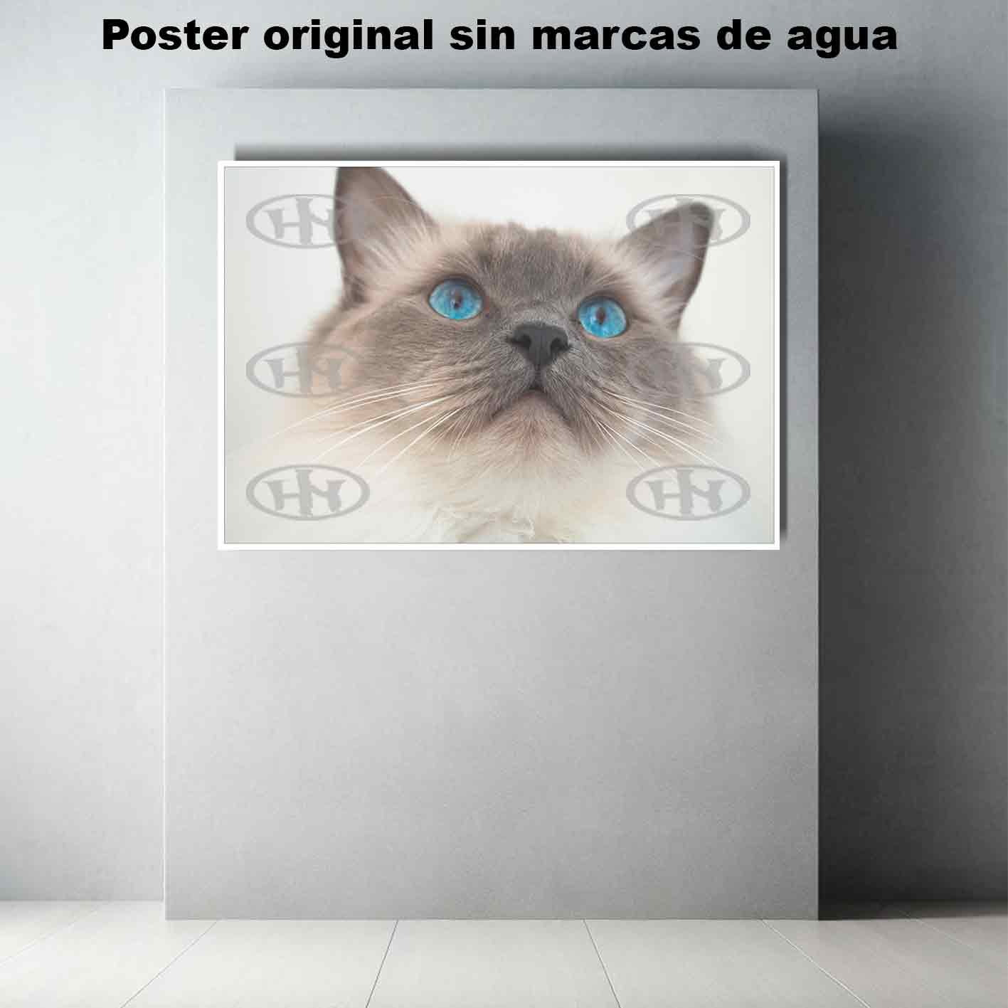 Ragdoll-El Póster Personalizado Para Tu Espacio, Animales, Historia Nuestra Ragdoll Animales Mascotas, Ragdoll-El Póster Personalizado, Historia Nuestra