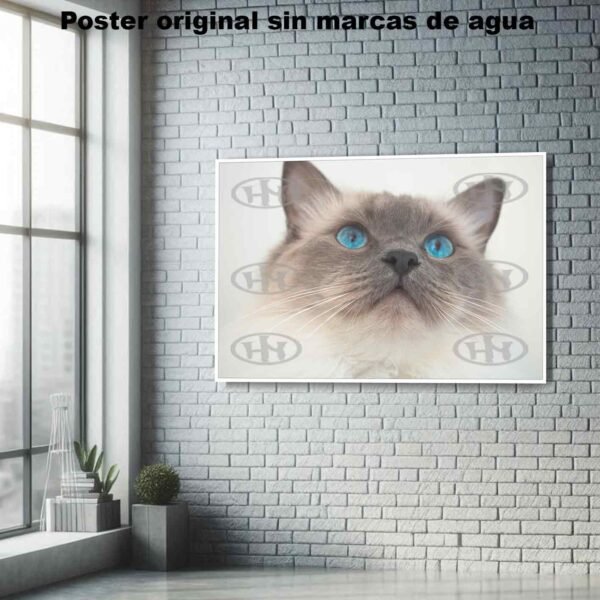 Ragdoll Animales Mascotas, Ragdoll-El Póster Personalizado, Historia Nuestra