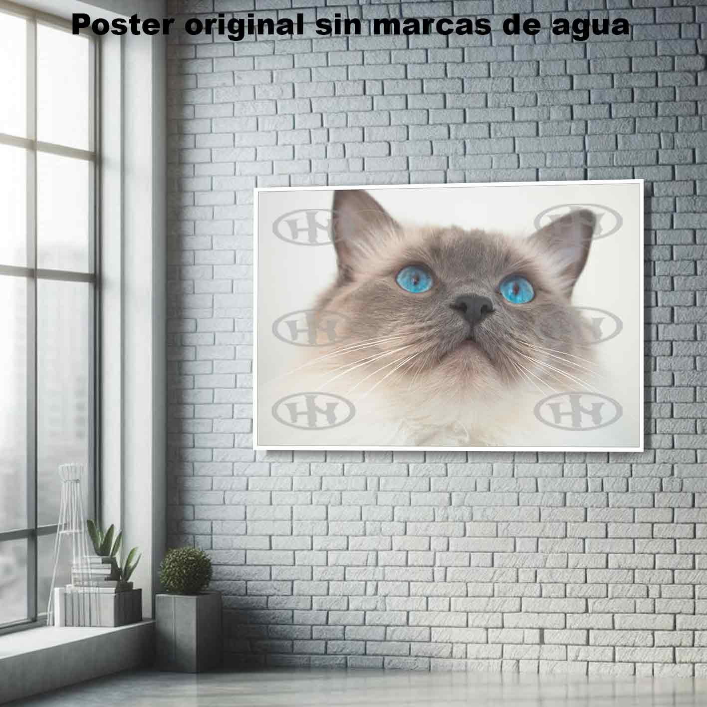 Ragdoll-El Póster Personalizado Para Tu Espacio, Animales, Historia Nuestra Ragdoll Animales Mascotas, Ragdoll-El Póster Personalizado, Historia Nuestra