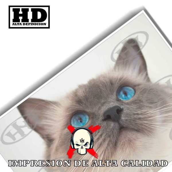 Ragdoll Animales Mascotas, Ragdoll-El Póster Personalizado, Historia Nuestra