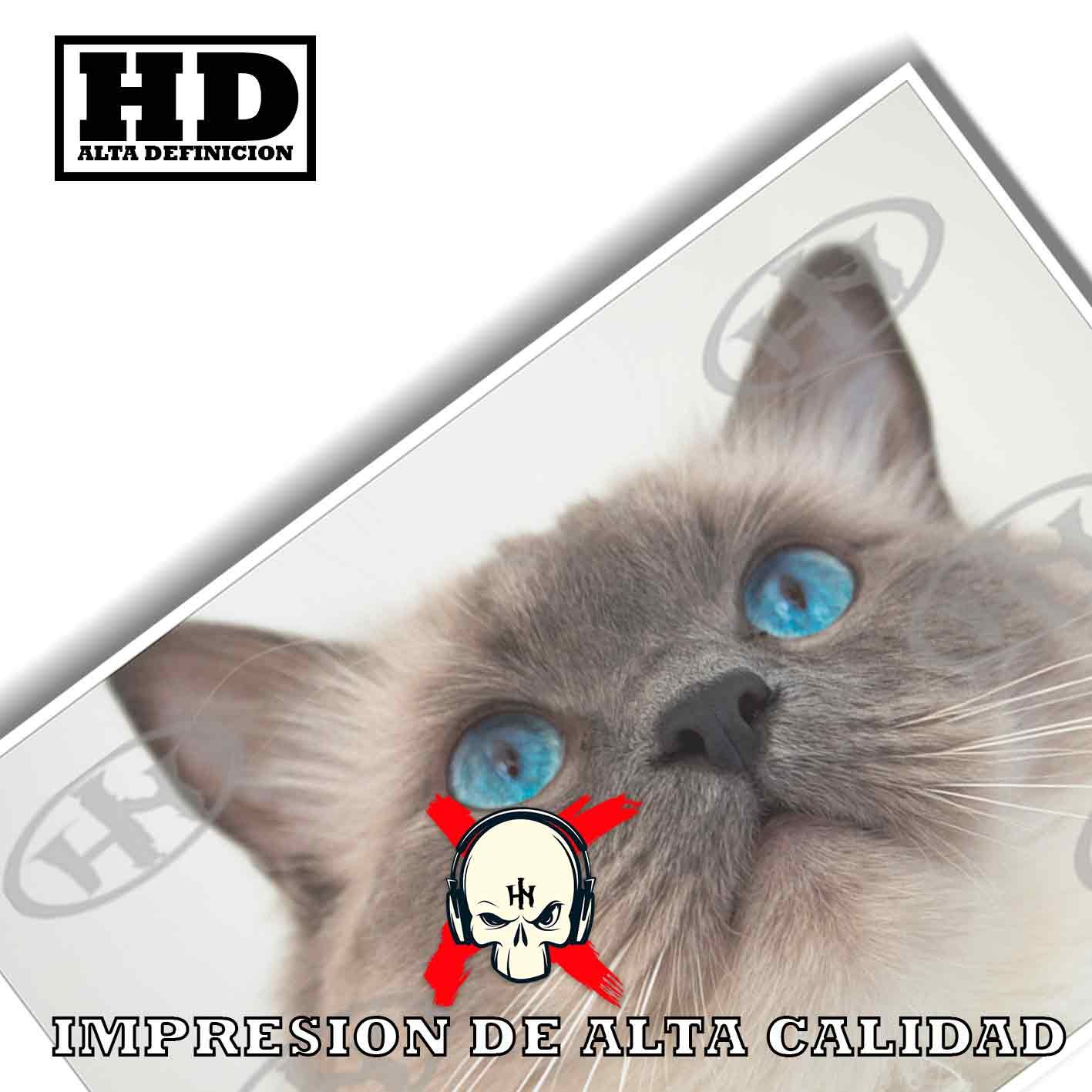 Ragdoll-El Póster Personalizado Para Tu Espacio, Animales, Historia Nuestra Ragdoll Animales Mascotas, Ragdoll-El Póster Personalizado, Historia Nuestra