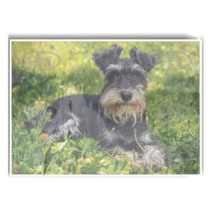 Póster, Póster Animales, Poster MascotasPosters Historia Nuestra, Póster Schnauzer | Historia Nuestra