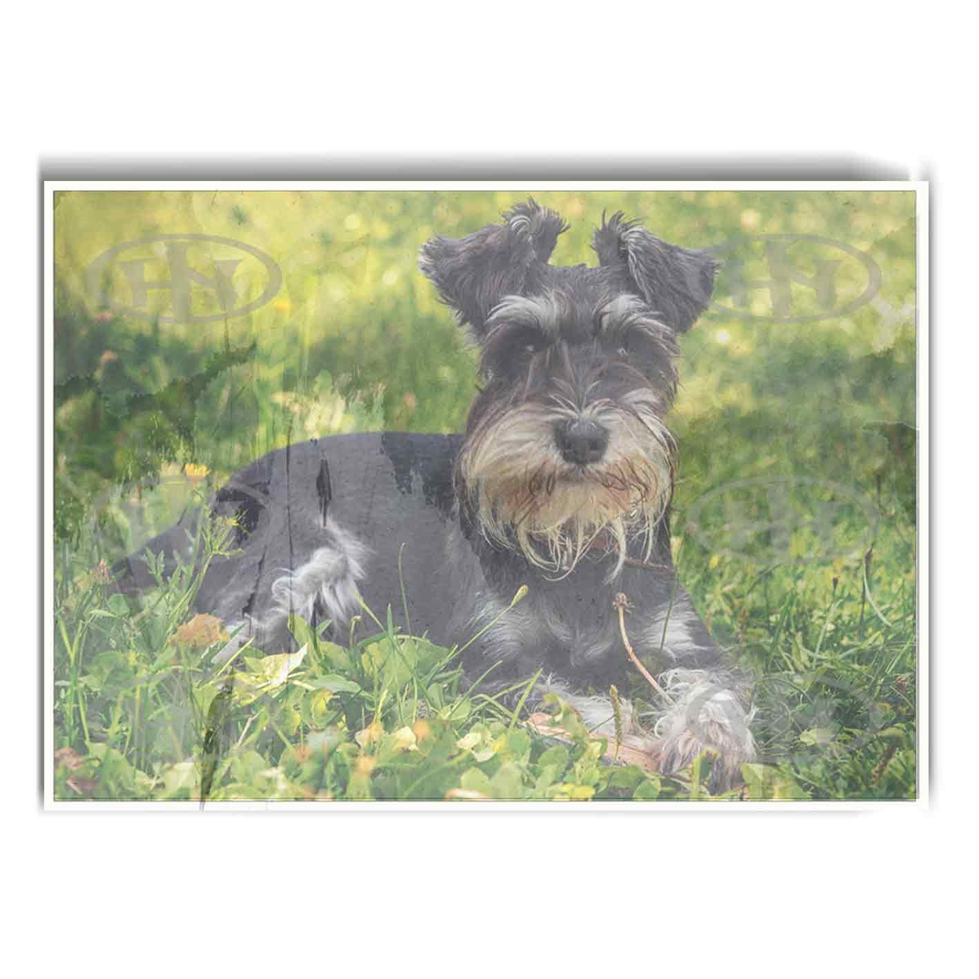 Schnauzer Poster Personalizado Animales | Animales | Historia Nuestra Póster, Póster Animales, Poster MascotasPosters Historia Nuestra, Póster Schnauzer | Historia Nuestra