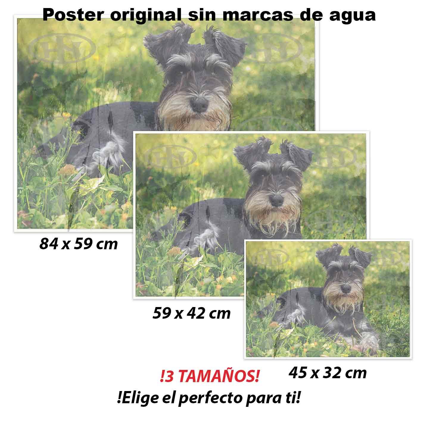 Schnauzer-El Póster Personalizado Para Tu Espacio, Animales, Historia Nuestra Schnauzer Animales Mascotas, Schnauzer-El Póster Personalizado, Historia Nuestra