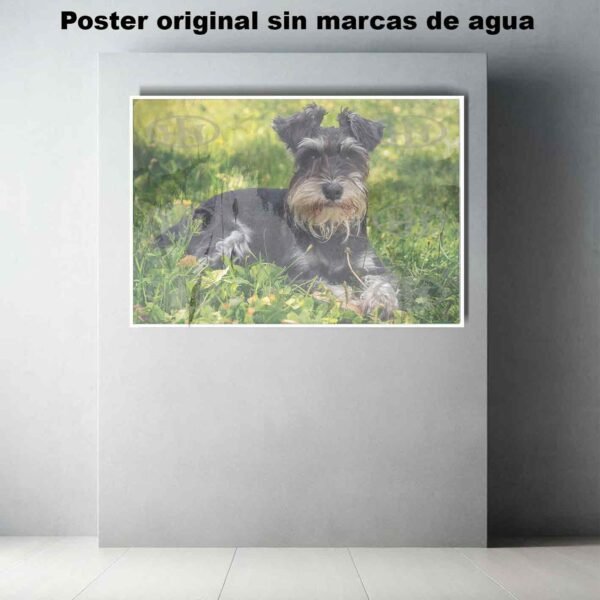 Schnauzer Animales Mascotas, Schnauzer-El Póster Personalizado, Historia Nuestra