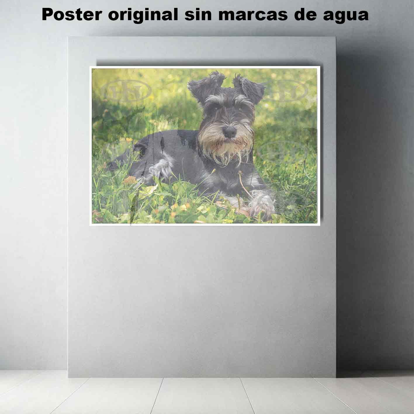 Schnauzer-El Póster Personalizado Para Tu Espacio, Animales, Historia Nuestra Schnauzer Animales Mascotas, Schnauzer-El Póster Personalizado, Historia Nuestra
