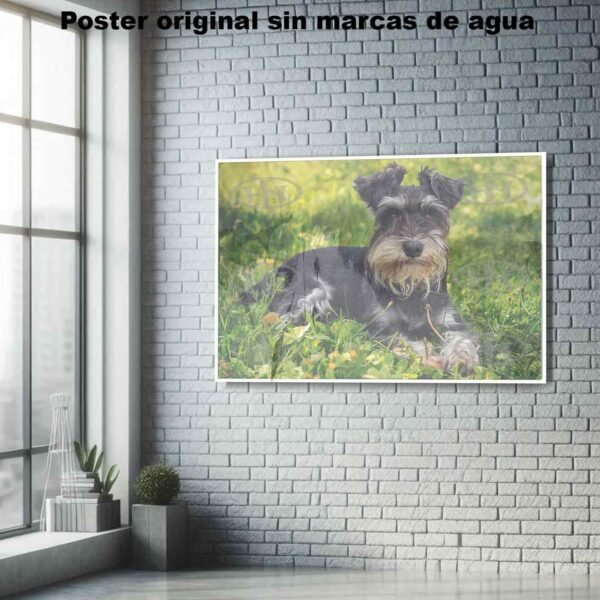 Schnauzer Animales Mascotas, Schnauzer-El Póster Personalizado, Historia Nuestra