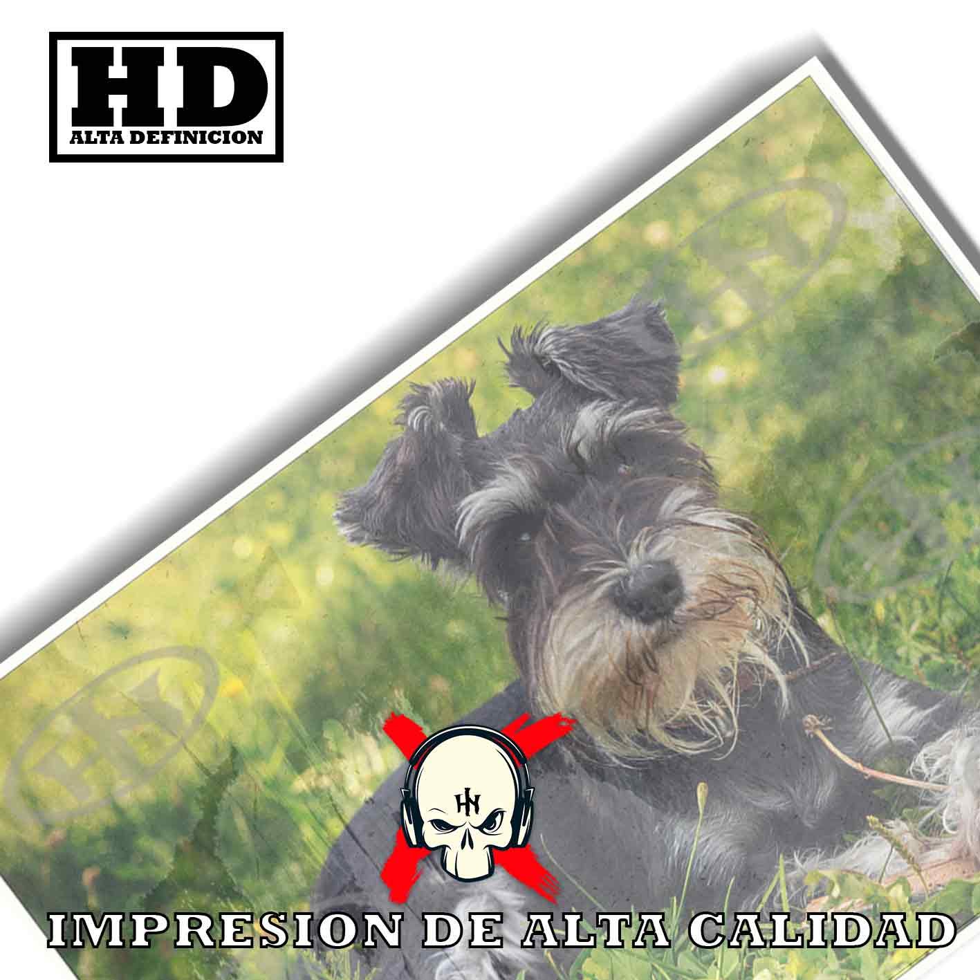 Schnauzer-El Póster Personalizado Para Tu Espacio, Animales, Historia Nuestra Schnauzer Animales Mascotas, Schnauzer-El Póster Personalizado, Historia Nuestra
